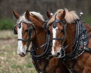 A Bit about Draft Horses