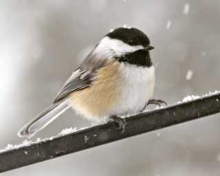 Birds of a Feather: A Guide to Winter Bird Flocks
