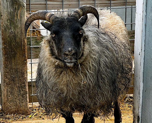 Icelandic Sheep Huron County, Howick