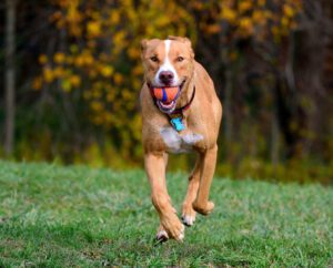 dogs playing