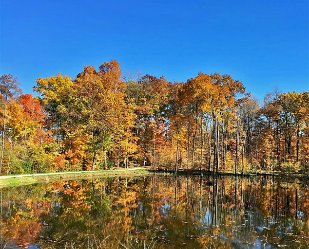 pond